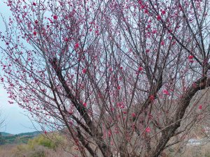 谷尾崎梅林公園