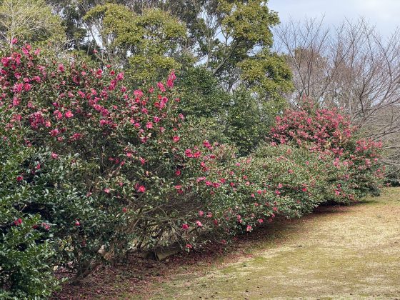 西平椿公園