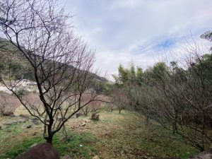 谷尾崎梅林公園