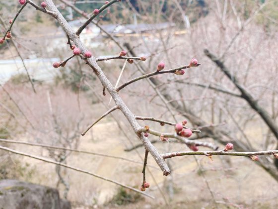 谷尾崎梅林公園