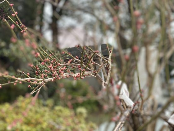 高橋稲荷神社