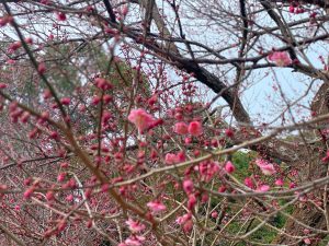 谷尾崎梅林公園