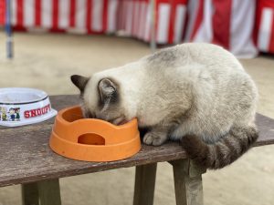 四王子神社