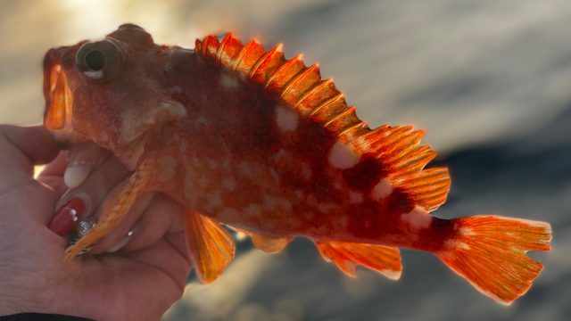 魚釣り