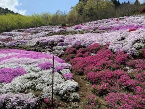 丸目さん家のツツジ畑