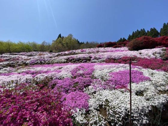 丸目さん家のツツジ畑