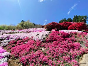 丸目さん家のツツジ畑