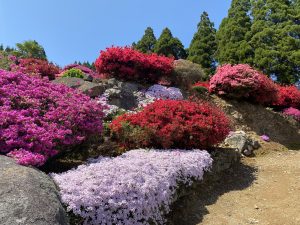 丸目さん家のツツジ畑