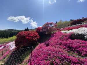 丸目さん家のツツジ畑