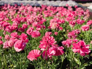 くまもと花とみどりの博覧会