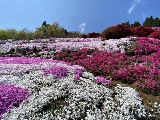 丸目さん家のツツジ畑