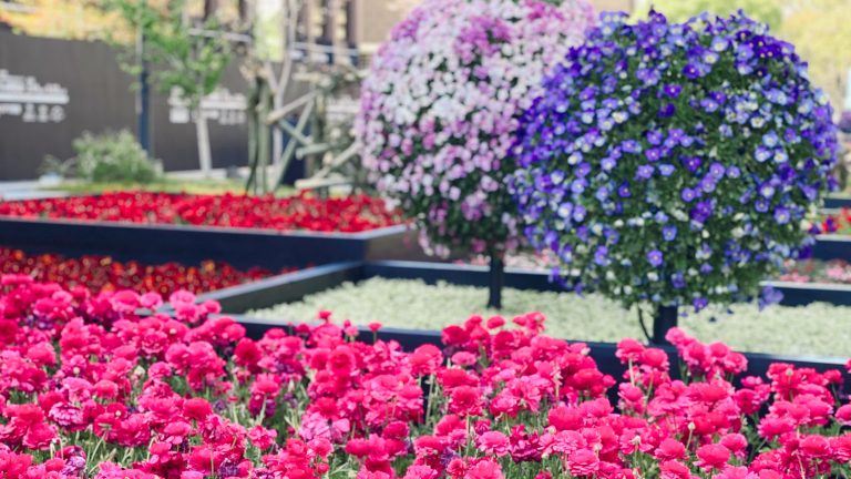 くまもと花とみどりの博覧会