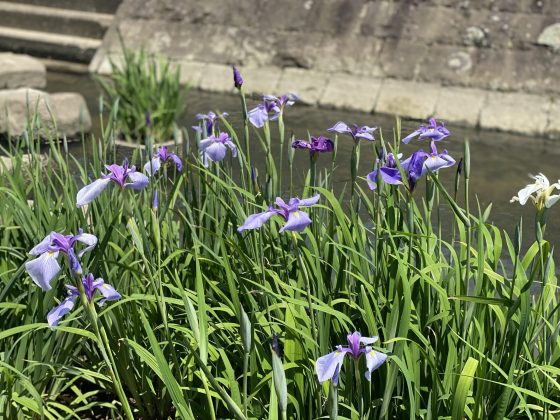 高瀬裏川花しょうぶ祭り