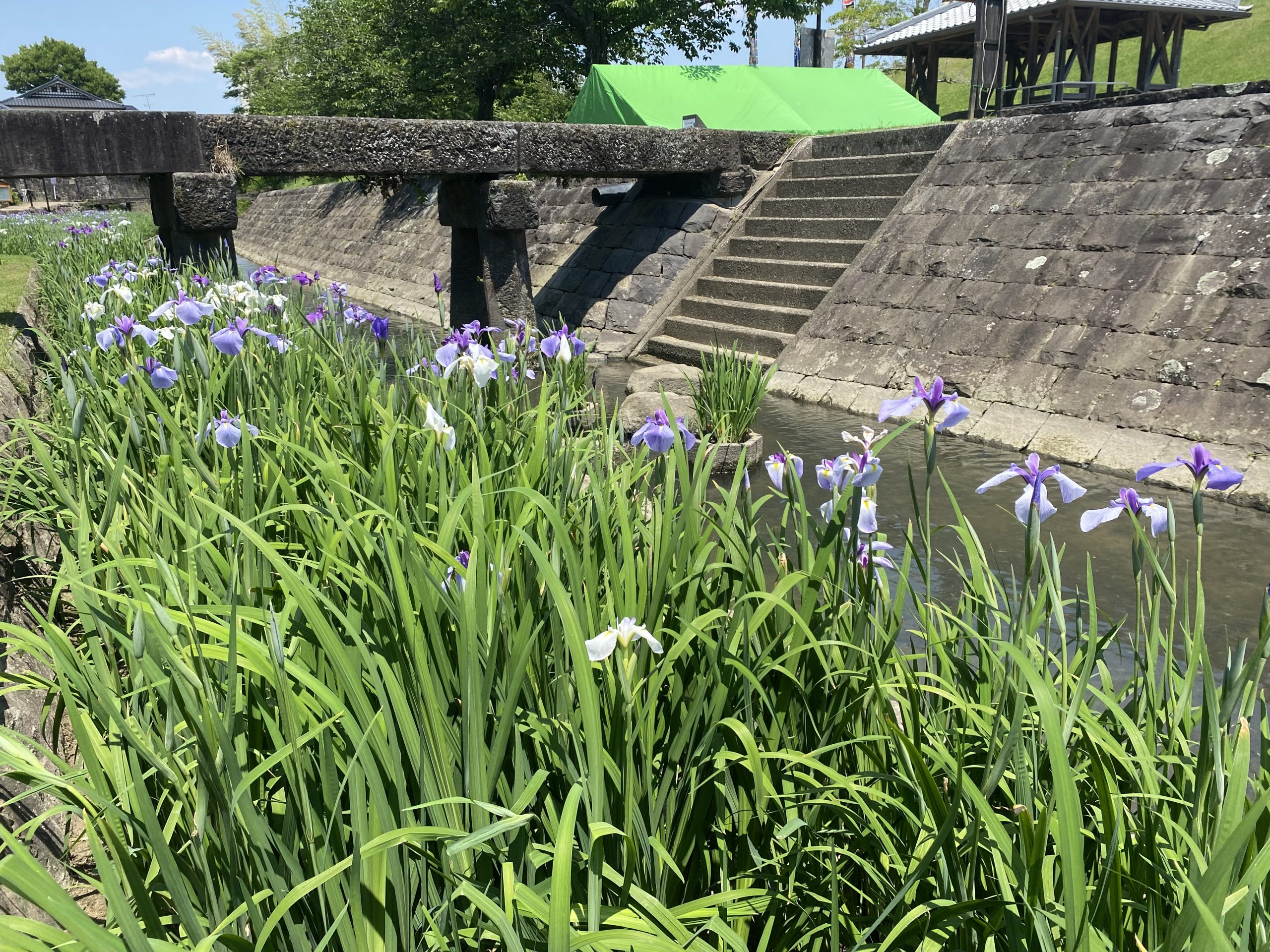 高瀬裏川花しょうぶ祭り