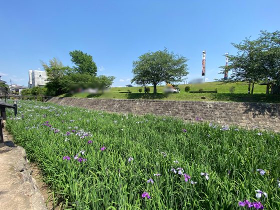 高瀬裏川花しょうぶ祭り