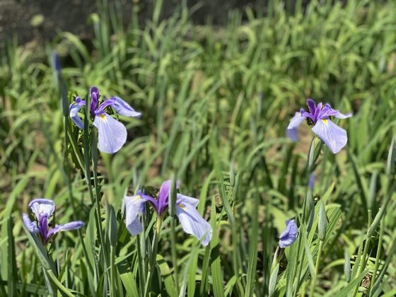 高瀬裏川花しょうぶ祭り