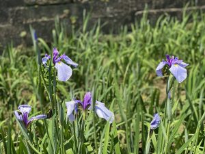 高瀬裏川花しょうぶ祭り