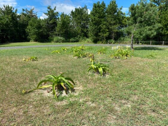 夏井ヶ浜はまゆう公園