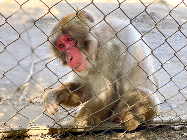 熊本市動植物園