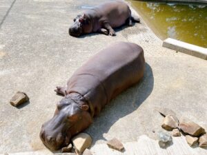 熊本市動植物園