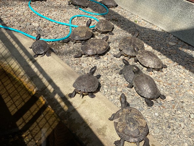 熊本市動植物園