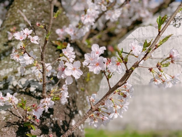 八景水谷公園