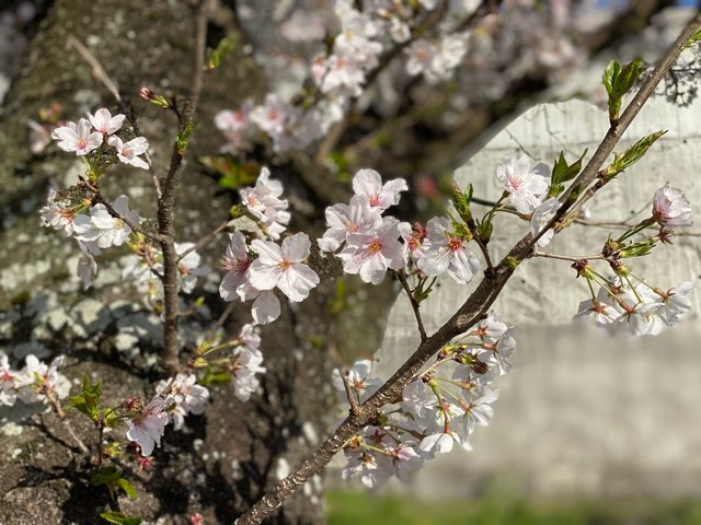 八景水谷公園