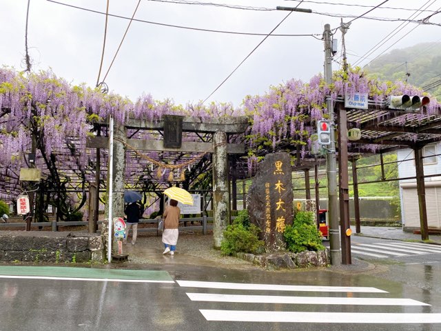 黒木の大藤