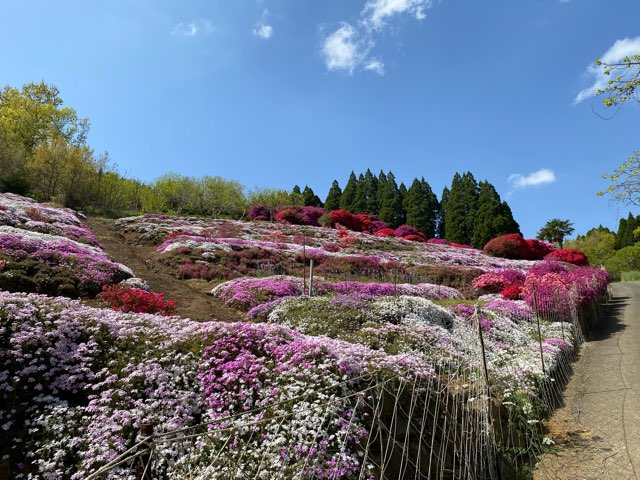 丸目さんちのツツジ畑