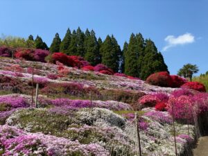 丸目さんちのツツジ畑