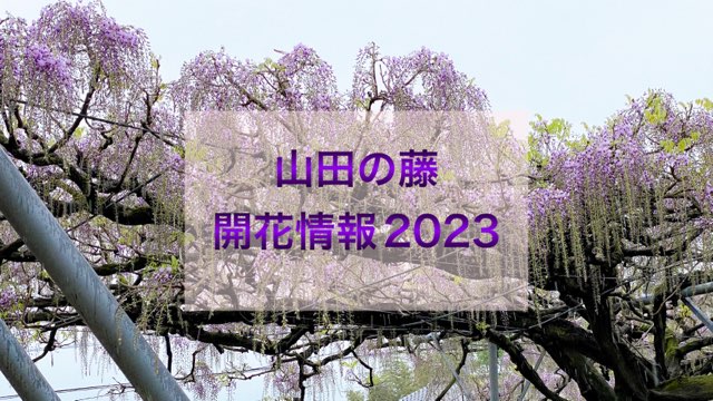 山田の藤