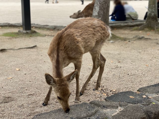 宮島