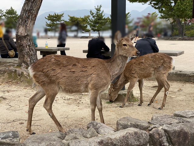 宮島