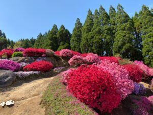 丸目さんちのツツジ畑