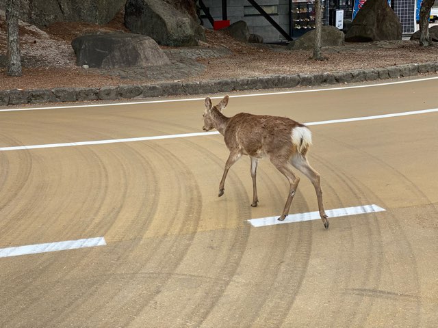 宮島