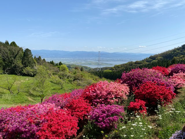 丸目さんちのツツジ畑