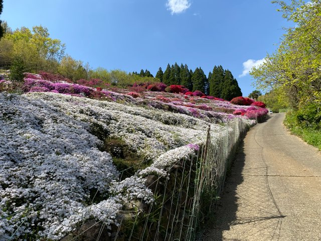 丸目さんちのツツジ畑