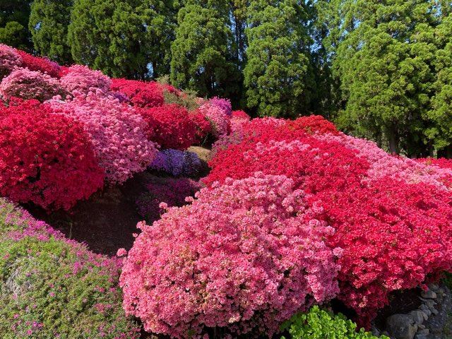 丸目さんちのツツジ畑