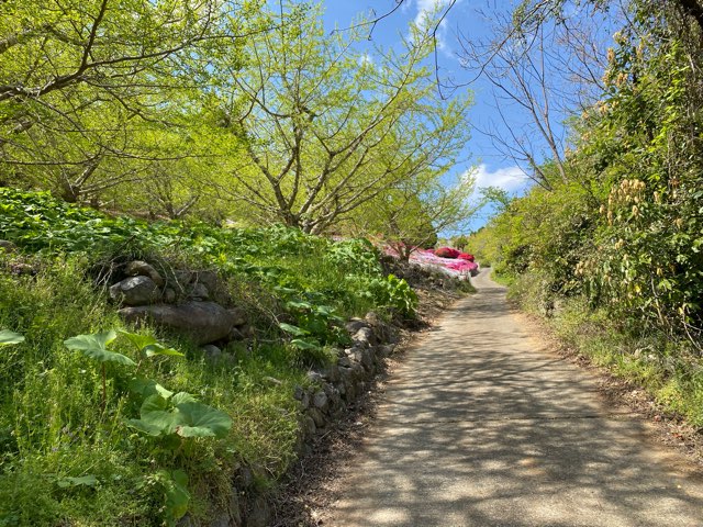 丸目さん家のツツジ畑