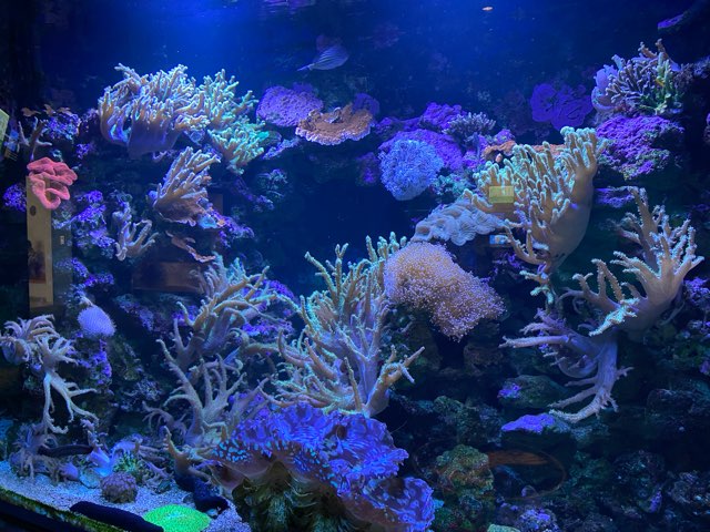 みやじマリン宮島水族館