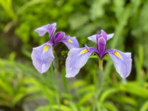 高瀬裏川花しょうぶ