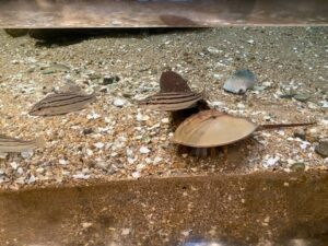 みやじマリン宮島水族館