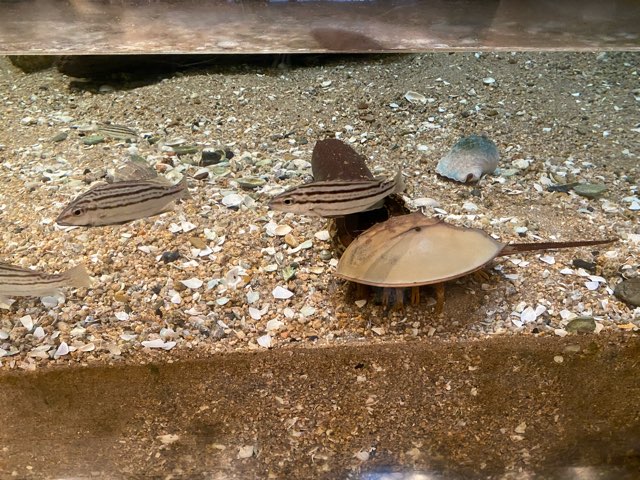 みやじマリン宮島水族館