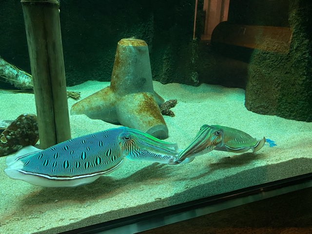 みやじマリン宮島水族館