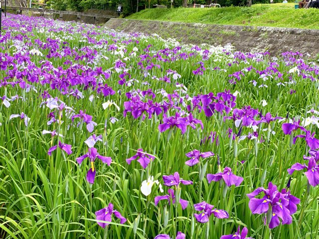 高瀬裏川花しょうぶ