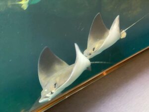 みやじマリン宮島水族館