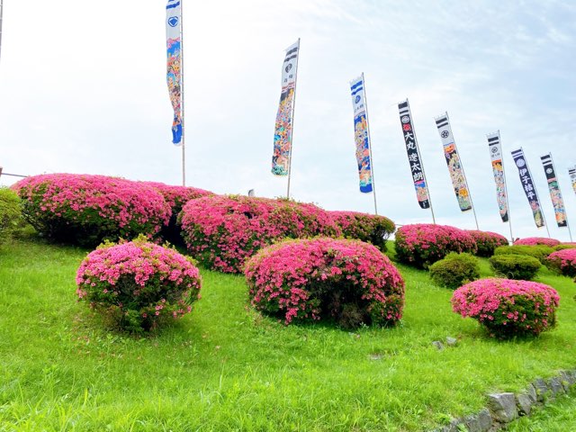 高瀬裏川花しょうぶ