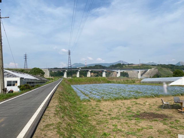 阿蘇立野ネモフィラ畑