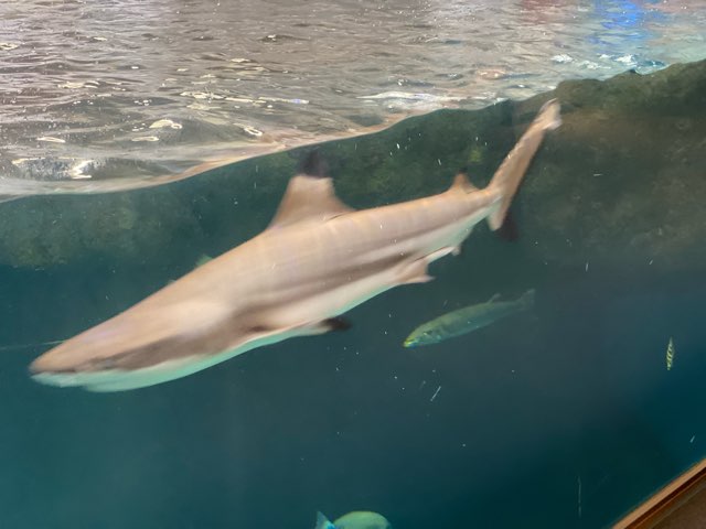 みやじマリン宮島水族館