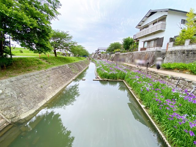 高瀬裏川花しょうぶ